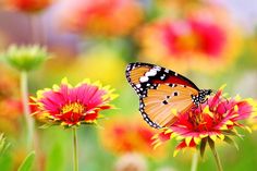 a butterfly that is sitting on some flowers