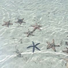 five starfish swimming in shallow water on the beach