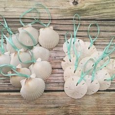 seashells are tied together and placed on a wooden surface with blue ribbons around them