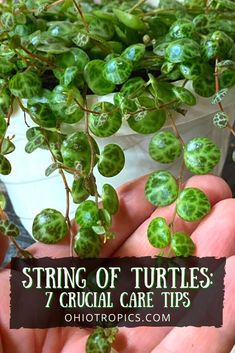 a hand holding a plant with green leaves and the words string of turtles 7 crucial care tips