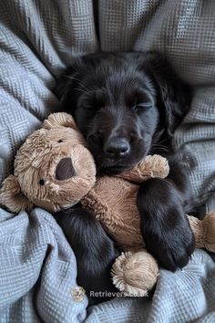 a black dog laying on top of a bed with a teddy bear