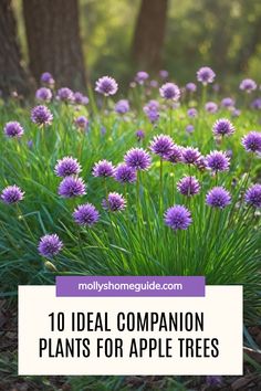 purple flowers in the grass with text overlay that reads, 10 ideal companion plants for apple trees