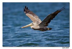 a pelican flying over the water with it's wings spread