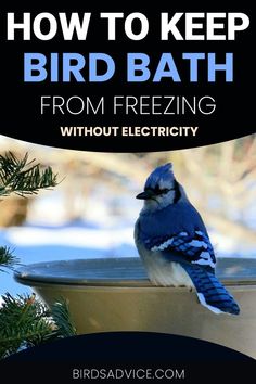 How To Keep Bird Bath From Freezing Without Electricity Heated Bird Bath, Bird Suet, Butterfly Garden Plants, Bath Garden, Feeding Birds