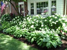 white flowers in front of a house with green grass and bushes around it, along with an american flag