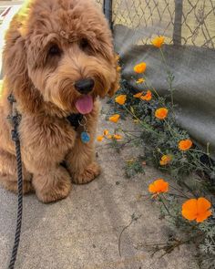 a brown dog sitting on top of a sidewalk next to flowers