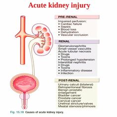 an image of the kidney and its functions in the body, with text below it