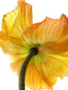 two yellow flowers with green stems in front of a white background and one flower has very large petals