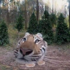 a large tiger standing in the middle of a forest filled with trees and bushes on either side of it's face