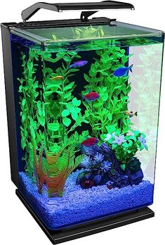 an aquarium with plants and fish in it