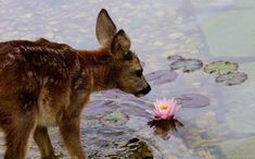 a baby deer standing in water next to a pink flower