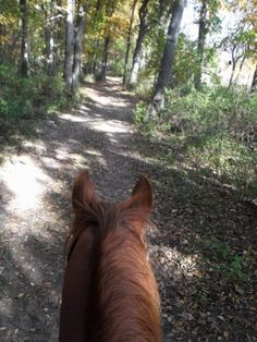 the back end of a horse's head as it walks down a trail