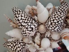 a bunch of sea shells and seashells are arranged in a starfish pattern