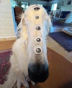 a white dog with black circles on it's face