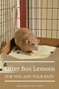 a rat in a cage with the words litter box lessons for you and your rats