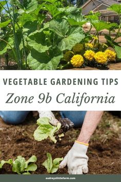 Unlock the secrets to a successful garden in Zone 9b! Find expert tips on the best planting times, vegetable choices, and strategies for a bountiful harvest in this warm climate. Zone 9 Gardening, Vegetable Planting Guide, Zone 9b, Snap Beans, Plant Zones, Zone 9, Overwintering, Drought Resistant, Bountiful Harvest