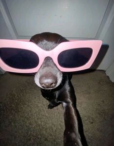 a dog wearing pink sunglasses on top of it's head