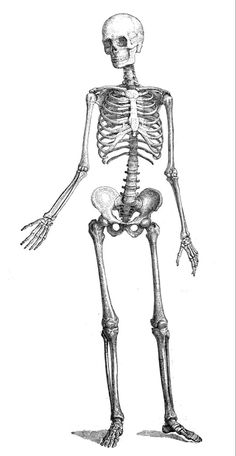 a drawing of a human skeleton