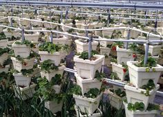 many white pots with strawberries growing in them