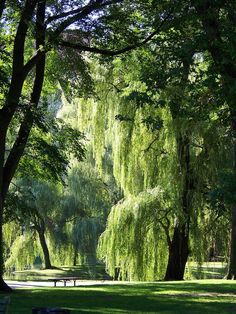 the park is full of trees and benches