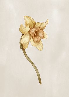 a drawing of a yellow flower on a white background