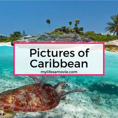 a turtle swimming in the ocean with text overlay that reads pictures of caribean