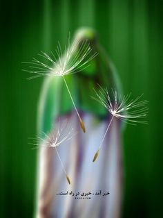 two dandelions blowing in the wind on a green and white background with arabic writing