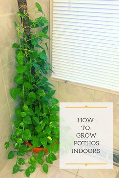 a green plant growing out of the ground next to a sign that says how to grow pothos indoors