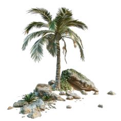 a palm tree sitting on top of a pile of rocks