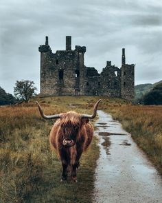 an animal with long horns walking down a dirt road in front of a stone castle