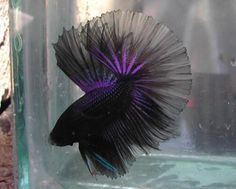 a purple and black fish in a glass tank