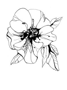 a black and white drawing of a flower