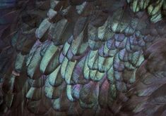 the feathers of a large bird are multicolored