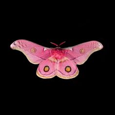 a large pink moth with yellow eyes on a black background