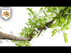 a tree branch with white flowers and green leaves on it's branches, against a white background