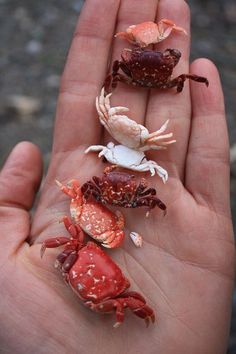 four small crabs in the palm of someone's hand