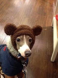 a dog wearing a teddy bear hat on top of a wooden floor next to a table