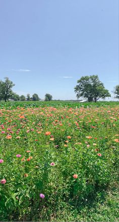 a field full of flowers with trees in the background