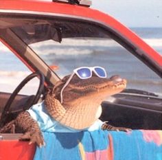 an alligator wearing sunglasses sitting in the driver's seat of a car