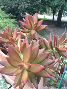 some very pretty looking plants in a big pot