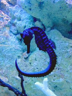 a blue seahorse sitting on top of a rock