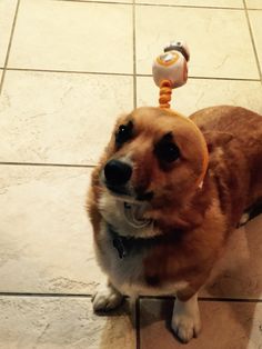 a brown dog standing on top of a tile floor next to a toy in its mouth