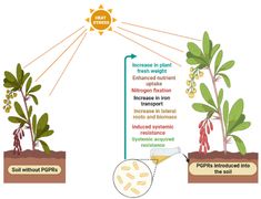 the plant life cycle is shown with different stages in which plants grow from seed to flower