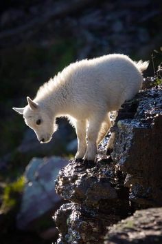 a small white animal standing on top of a rock