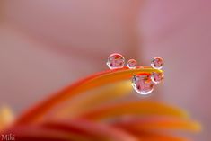 macro-photography-miki-asai-20 Macro Fotografia, Macro Photography Tips, Macro Art, Water Drop Photography, Foto Macro, Magazine Web Design, Macro Photography Nature, Macro Photography Flowers, Photo Macro