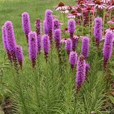 purple flowers are growing in the garden