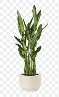 a potted plant with green leaves in it on a white background png clipart