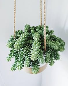 a hanging planter filled with green succulents and twine ropes on a white wall