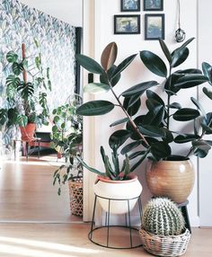 several potted plants are sitting on the floor in front of a wall with pictures