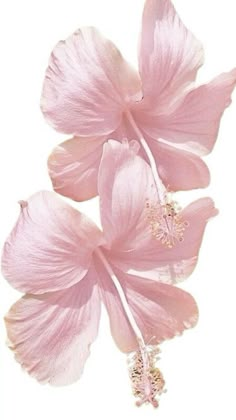 two pink flowers on a white background